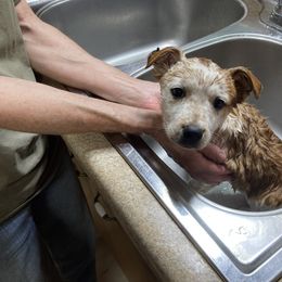 Australian Cattle Dog and Companion Cross Puppies from MX Kennel - Central MO