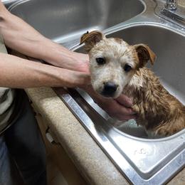Australian Cattle Dog and Companion Cross Puppies from MX Kennel - Central MO