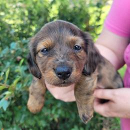 Willow - Dapple female Dachshund puppy in Round Lake Beach, Illinois from Doxie Dynasty
