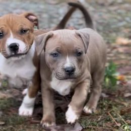 Staffordshire Bull Terriers from PureGrit Staffords