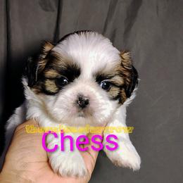 Chess - Tricolor female Shih Tzu puppy in Memphis, Tennessee from Thorntons Fur Crew