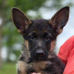 Brown Boy - Black and cream male German Shepherd puppy in Green Forest, Arkansas from Green Forest German Shepherds