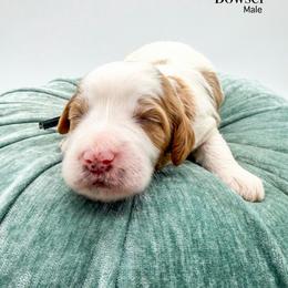 Bowser - Parti male Goldendoodle puppy in Sunman, Indiana from Brunsman Country Doodles LLC