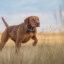 Brittanys and Vizslas from Tequila Kennels