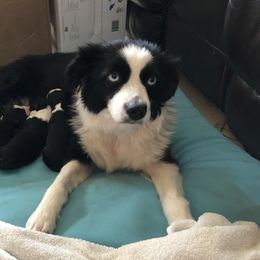 Shadow - Miniature American Shepherd