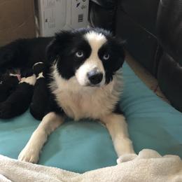 Shadow - Miniature American Shepherd