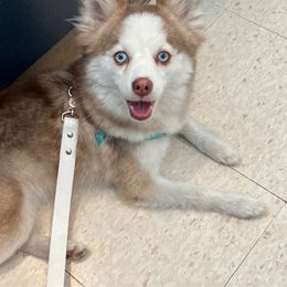 Aurora - Pomsky