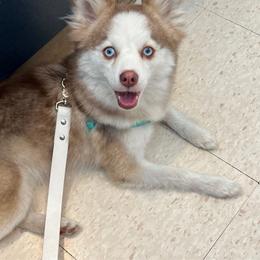 Aurora - Pomsky