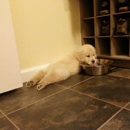 Golden Retriever Puppies from Hyalite Family Kennel