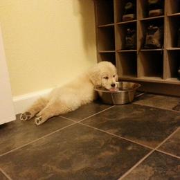 Golden Retriever Puppies from Hyalite Family Kennel
