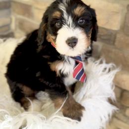 Bernedoodle, Cavapoo, and Goldendoodle Puppies from Blackberry Farm Puppies
