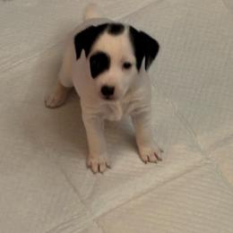 Girl 1 - Black and white female Jack Russell Terrier puppy in Centerville, Pennsylvania from Rose Haven Farm