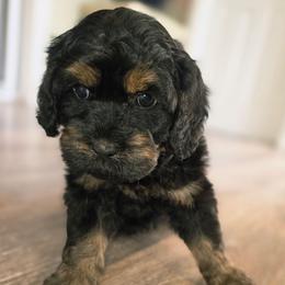 Buckwheat - Black and tan male Cockapoo puppy in Indiahoma, Oklahoma from Phamily Doodles