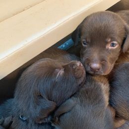 Labrador Retriever Puppies from Vetro's Duck Dogs
