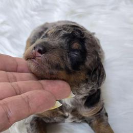 Marble - Merle male Goldendoodle puppy in Austin, Texas from Austin Doodles & Poodles