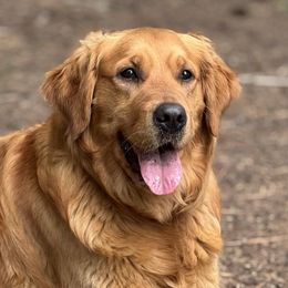 Ellie - Golden Retriever