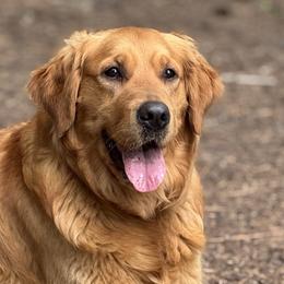 Ellie - Golden Retriever