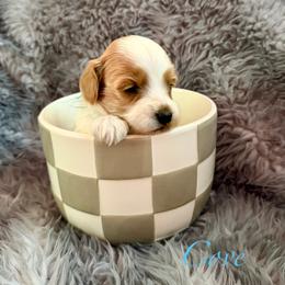 Cove - Parti male Goldendoodle puppy in Boise, Idaho from Goldendoodle Baby
