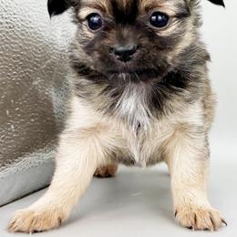Joe - Black sabled fawn male Chihuahua puppy in Westport, New York from Chantilly chihuahuas