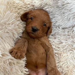 Australian Labradoodle Puppies from Catskill Country Labradoodles