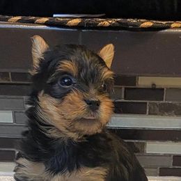 Yorkshire Terrier Puppies from Fullers Furry Friends