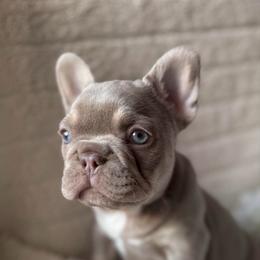 Casanova - Tricolors male French Bulldog puppy in Blue Ridge, Texas from Beason’s HomeGrown Frenchies
