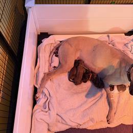 Blue Collar - Blue fawn female Greyhound puppy in Mesa, Arizona from ARK Greyhound Kennel LLC