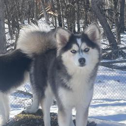 Blu - Pomsky