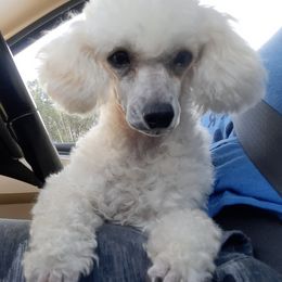 Maltipoos, Poodles, Yorkipoos, and Yorkshire Terriers from Hess Pooches LLC