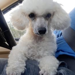 Maltipoos, Poodles, Yorkipoos, and Yorkshire Terriers from Hess Pooches LLC