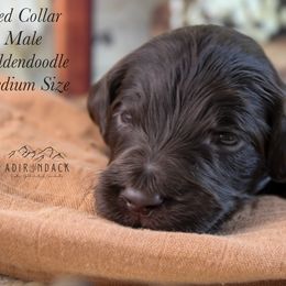 Red collar - Chocolate male Goldendoodle puppy in Plattsburgh, New York from Adirondack Poodles Goldendoodles,Bernedoodles & Schnoodles