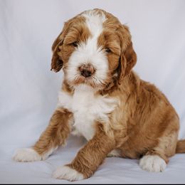 Goldendoodle Puppies from Lover Dover Doodles