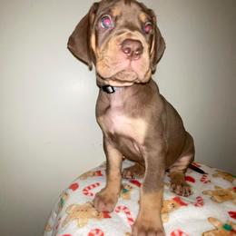 Harry - Chocolate male Great Dane puppy in Spartanburg, South Carolina from Pawlmetto Danes