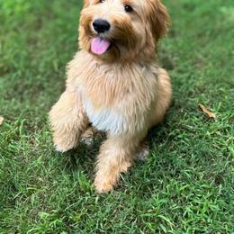 Kody - Goldendoodle