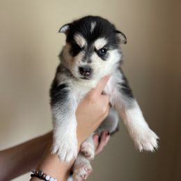 Siberian Husky Puppies from Broward Huskies