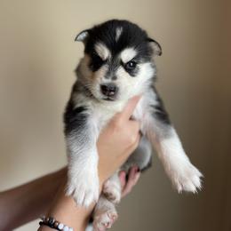 Siberian Husky Puppies from Broward Huskies