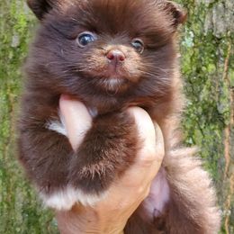 Pup 3 - Chocolate female Pomeranian puppy in Carrollton, Georgia from B AND R'S POMERANIAN'S