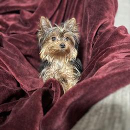 Full AKC Spice - Blue and gold female Yorkshire Terrier puppy in Daleville, Indiana from Monarch Yorkshire Terriers