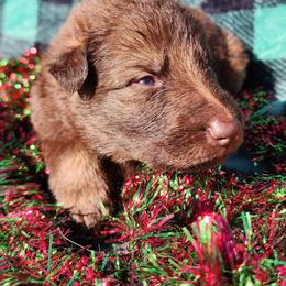 Morpheus - Liver male German Shepherd puppy in Los Lunas, New Mexico from Mali's German Shepherds