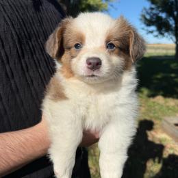 Cedar - Blue male Pembroke Welsh Corgi puppy in Paxton, Illinois from McGovern Family Corgis