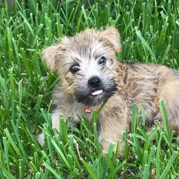 Cairn Terrier Puppies from Elam Acres Cairn Terriers