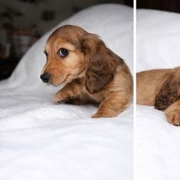 Peanut.. shaded red AKC,vet checked, microchipped - Red male Dachshund puppy in Texarkana, Texas from Millys Pups