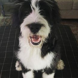 Bernedoodles and Goldendoodles from The Smith Doodle Crew