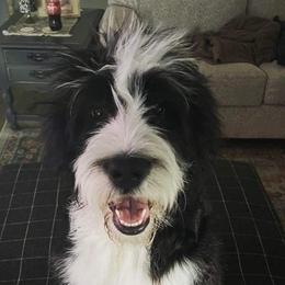 Bernedoodles and Goldendoodles from The Smith Doodle Crew