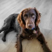 Tootsie - Boykin Spaniel