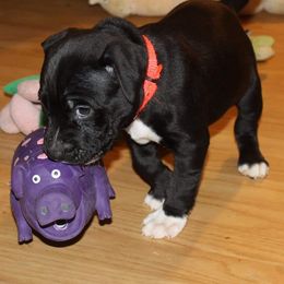 American Pit Bull Terrier Puppies from Steel Ridge APBTs