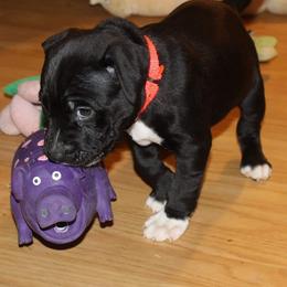 American Pit Bull Terrier Puppies from Steel Ridge APBTs