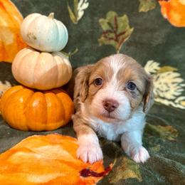 Aspen - Red merle female Aussiedoodle puppy in York, Pennsylvania from Puppies at The Happy Acre Farm