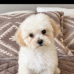 Sandy - Cream female Havapoo puppy in Norwood, Missouri from Neuroth Pup Co.