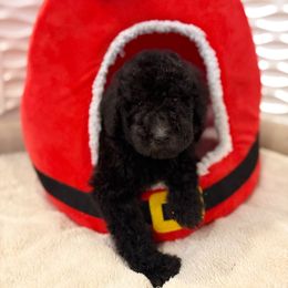 Lucy Vanpelt - Black female Goldendoodle puppy in Houston, Texas from Were The Mack'Doodles